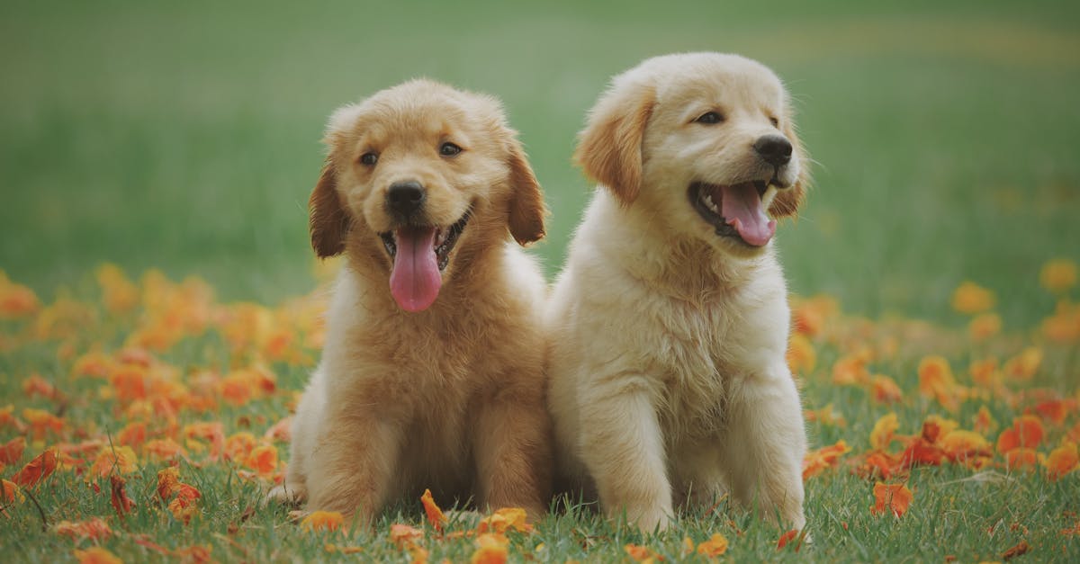 Ventajas de la dieta BARF para perros en Colombia. Una guía para criadores.